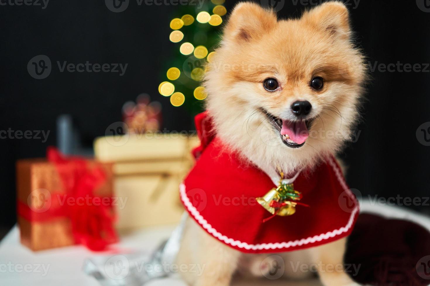 fluffy dog Pomeranian with a rim of a deer horn cap near the Christmas tree and box of gift. background of new year decorations. pet and holiday photo