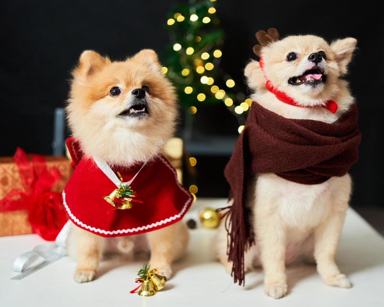 pomerania de perro esponjoso con un borde de una gorra de cuerno de ciervo cerca del árbol de navidad y caja de regalo. fondo de decoraciones de año nuevo. mascota y vacaciones foto