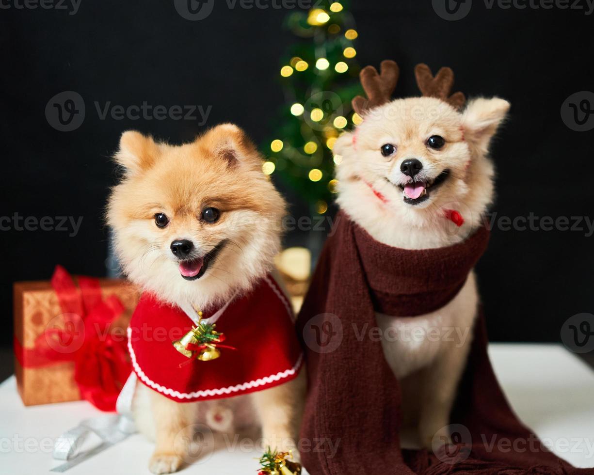 pomerania de perro esponjoso con un borde de una gorra de cuerno de ciervo cerca del árbol de navidad y caja de regalo. fondo de decoraciones de año nuevo. mascota y vacaciones foto