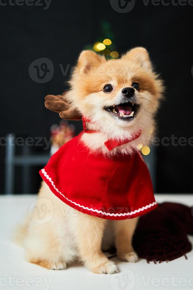 fluffy dog Pomeranian with a rim of a deer horn cap near the Christmas tree and box of gift. background of new year decorations. pet and holiday photo