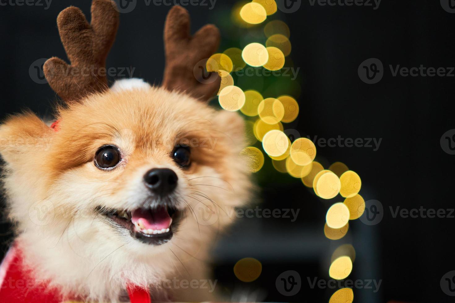 fluffy dog Pomeranian with a rim of a deer horn cap near the Christmas tree and box of gift. background of new year decorations. pet and holiday photo