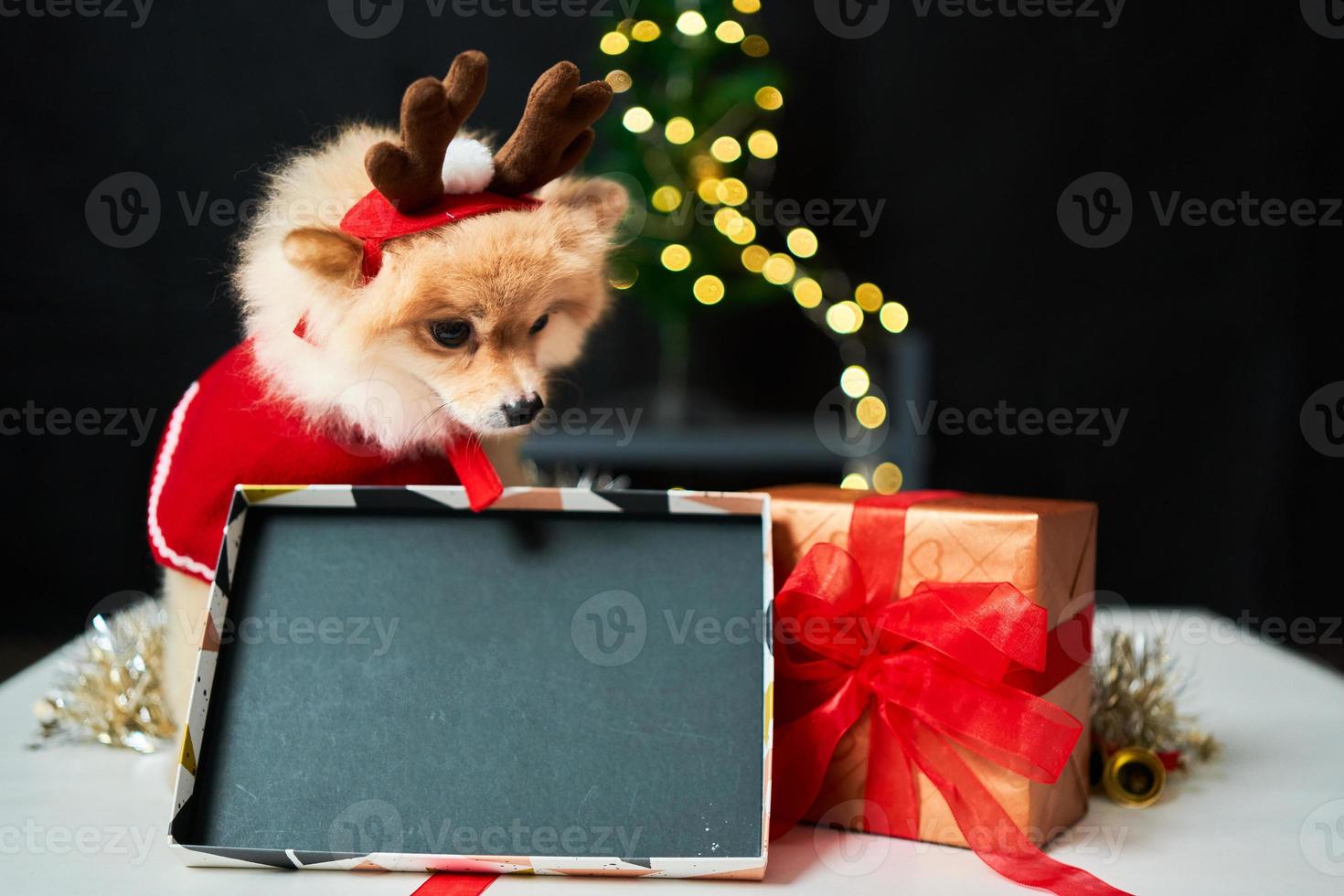 fluffy dog Pomeranian with a rim of a deer horn cap near the Christmas tree and box of gift. background of new year decorations. pet and holiday photo