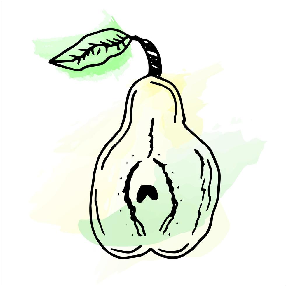 Imitation of watercolor paint. Bright and juicy illustration of a pear on a white background. eps 10 vector