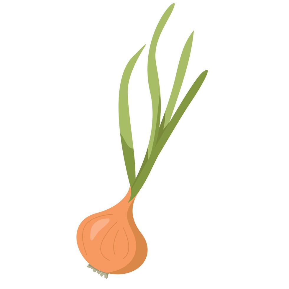 Onion with green feathers on a white background. EPS 10. vector