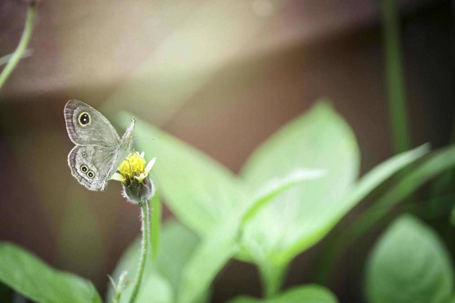 mariposa en flores silvestres en el campo de verano, hermoso insecto en la naturaleza verde fondo borroso, vida silvestre en el jardín de primavera, paisaje natural ecológico foto