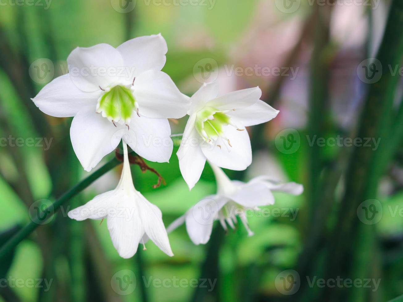 lirio amazónico, lirio eucharis, eucharis grandiflora, hermosas flores blancas de una planta tropical con hojas verdes que florecen en el jardín de verano foto