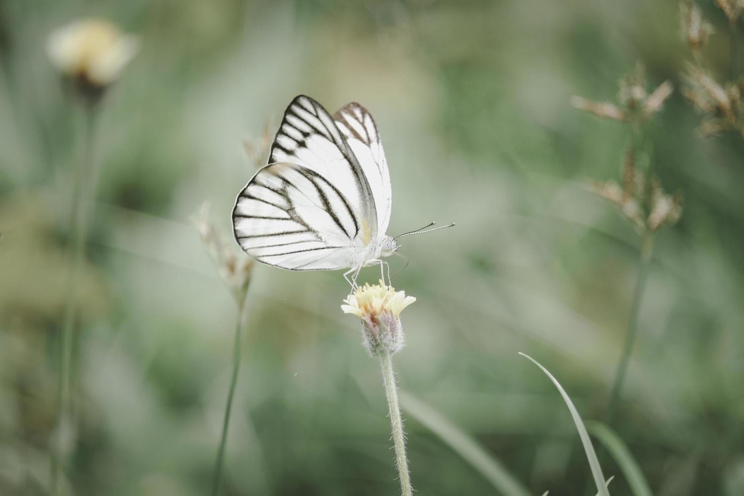 mariposa en flores silvestres en el campo de verano, hermoso insecto en la naturaleza verde fondo borroso, vida silvestre en el jardín de primavera, paisaje natural ecológico foto