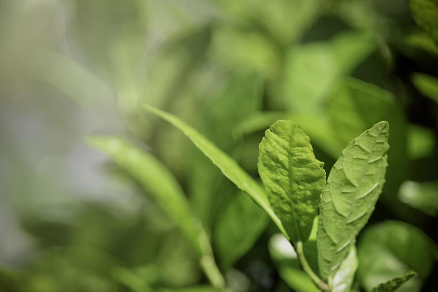 hermoso fondo natural verde, cierre de hojas verdes frescas bajo la luz del sol temprano en la mañana. planta de hoja verde bajo el sol, fondo de pantalla de la mañana del día de primavera foto