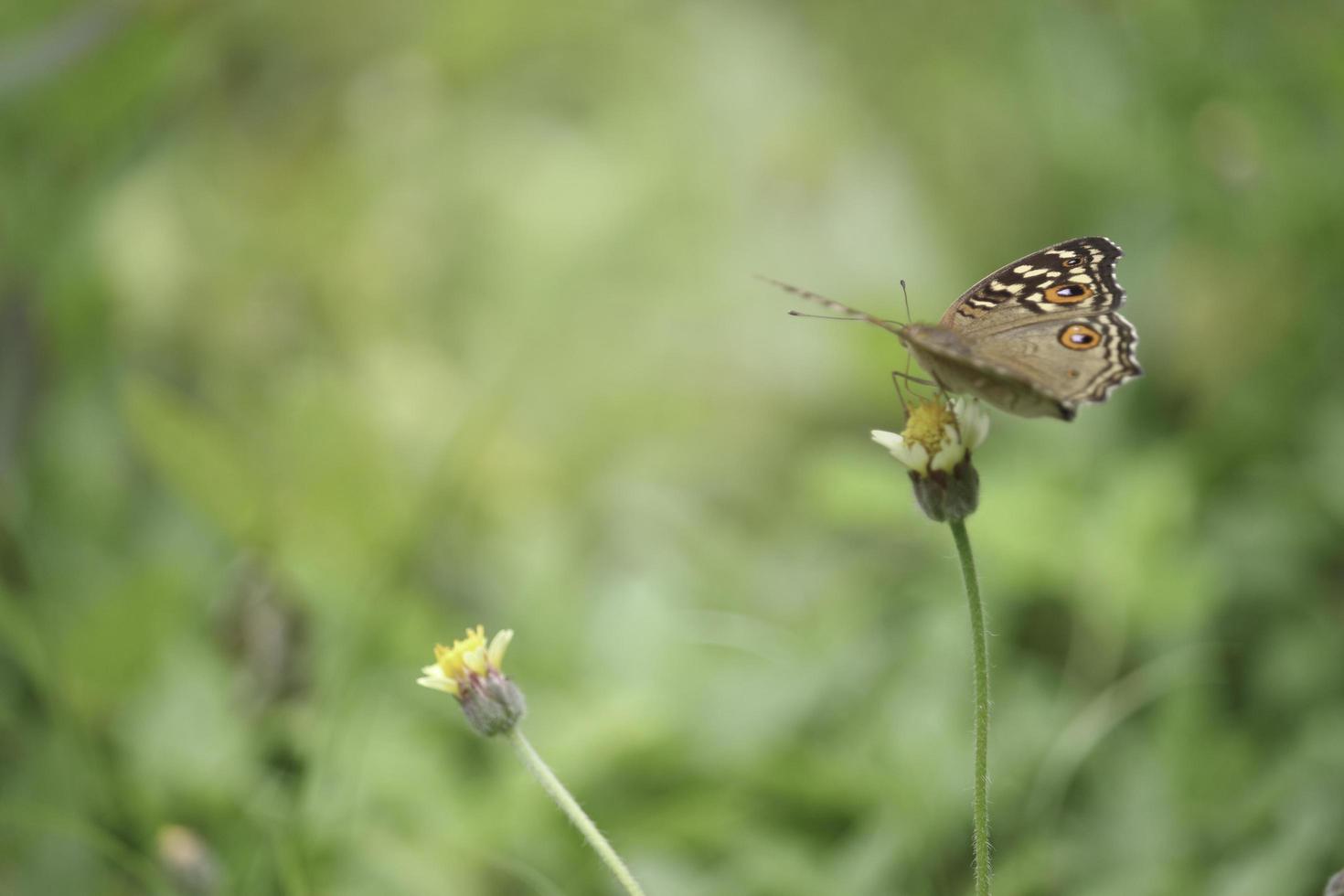 mariposa en flores silvestres en el campo de verano, hermoso insecto en la naturaleza verde fondo borroso, vida silvestre en el jardín de primavera, paisaje natural ecológico foto