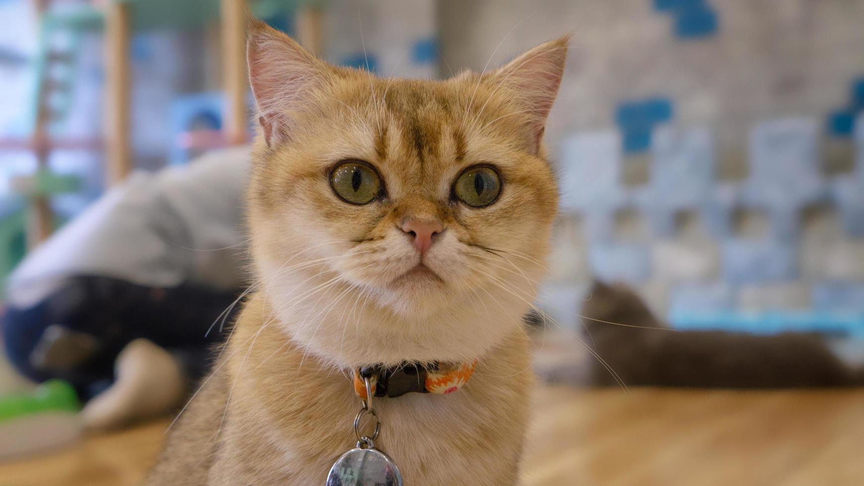 A beautiful domestic cat is resting in a light warm room, a gray Shorthair cat with green eyes looking at the camera photo