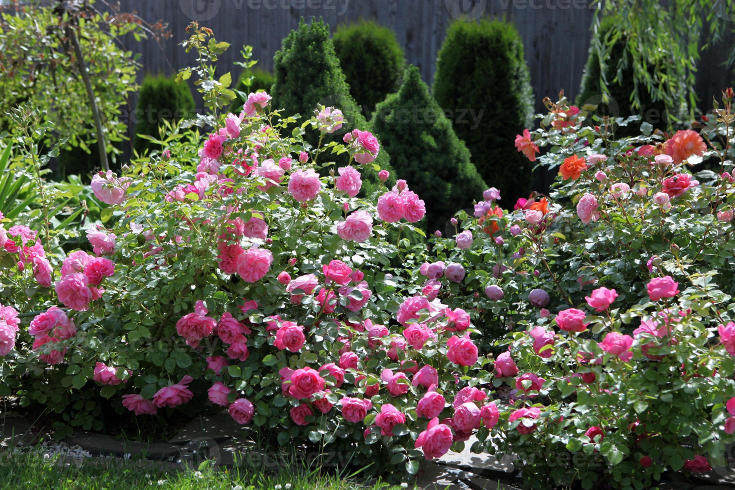 un gran arbusto de rosas brillantes, sobre un fondo gris, en el parque en un día soleado, foto