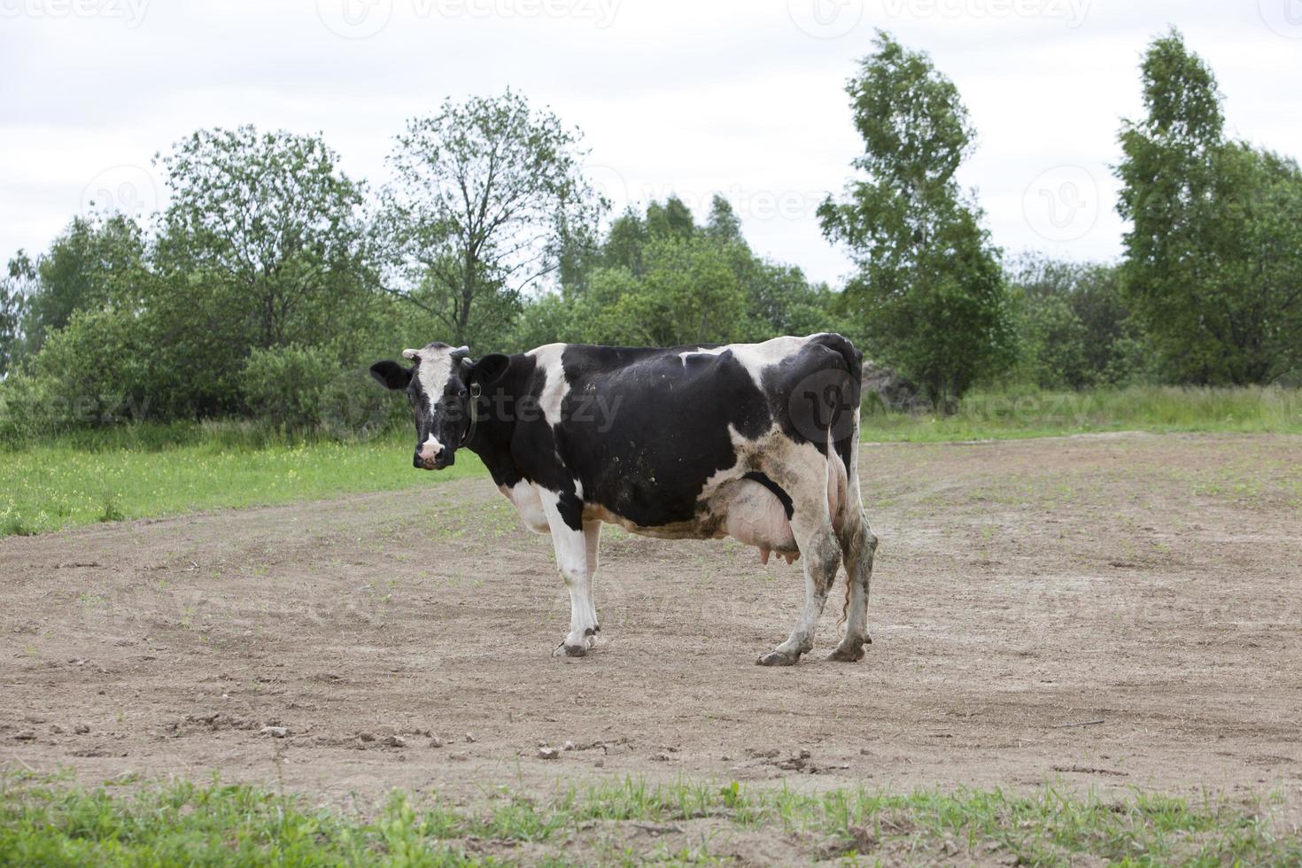 una vaca negra con manchas blancas se para en un campo y mastica hierba, en un día soleado, foto