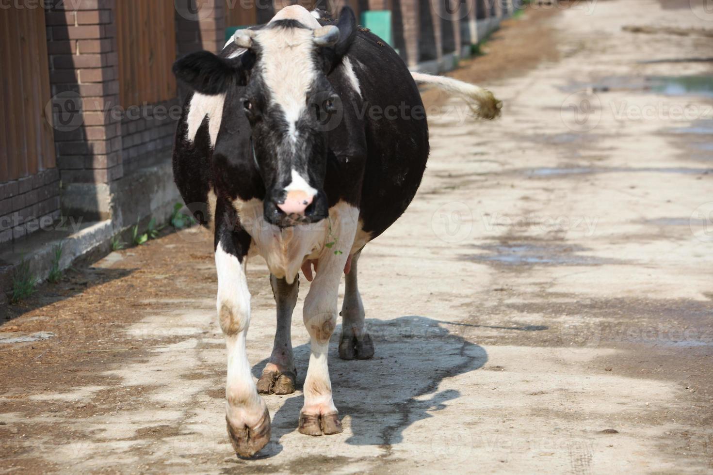 A black cow with white spots on its body goes to the farm on gray ground. photo