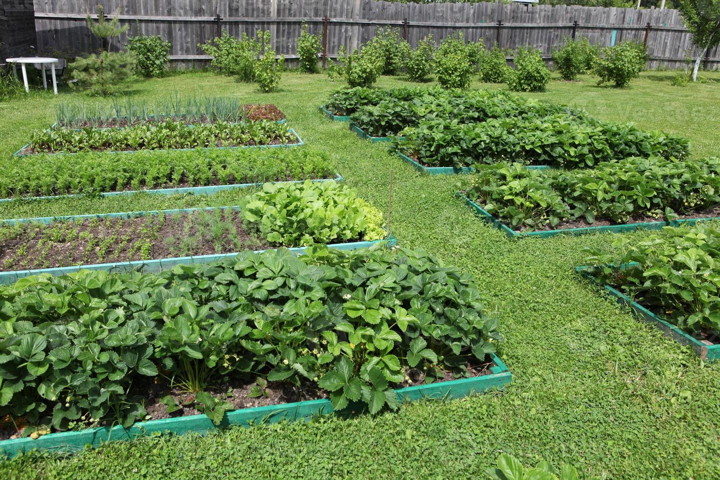 The beds are beautifully decorated on the garden plot, beds with potato batva, photo