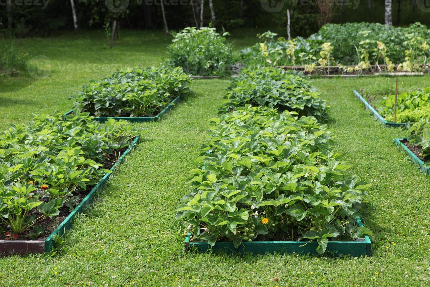 las camas están bellamente decoradas en la parcela del jardín, camas con patata batva, foto