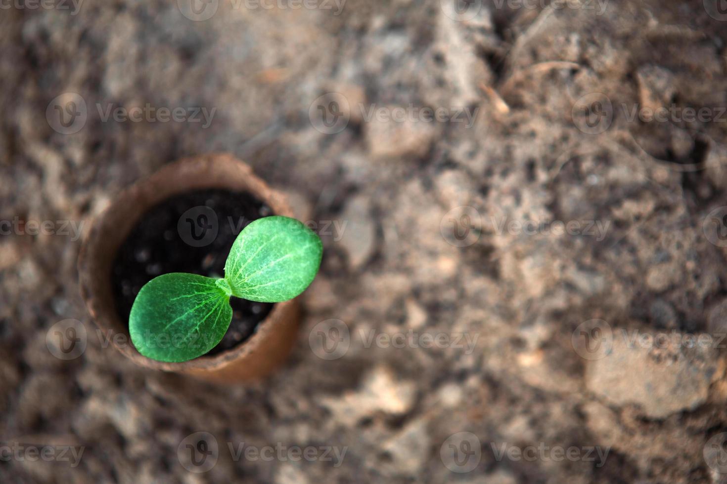 brote verde joven en un vaso de turba ecológico en el suelo antes de plantar en la cama del jardín. plántulas naturales calabaza, calabaza, pepino, nueva vida. concepto de desarrollo, paz, cuidado. copie el espacio foto