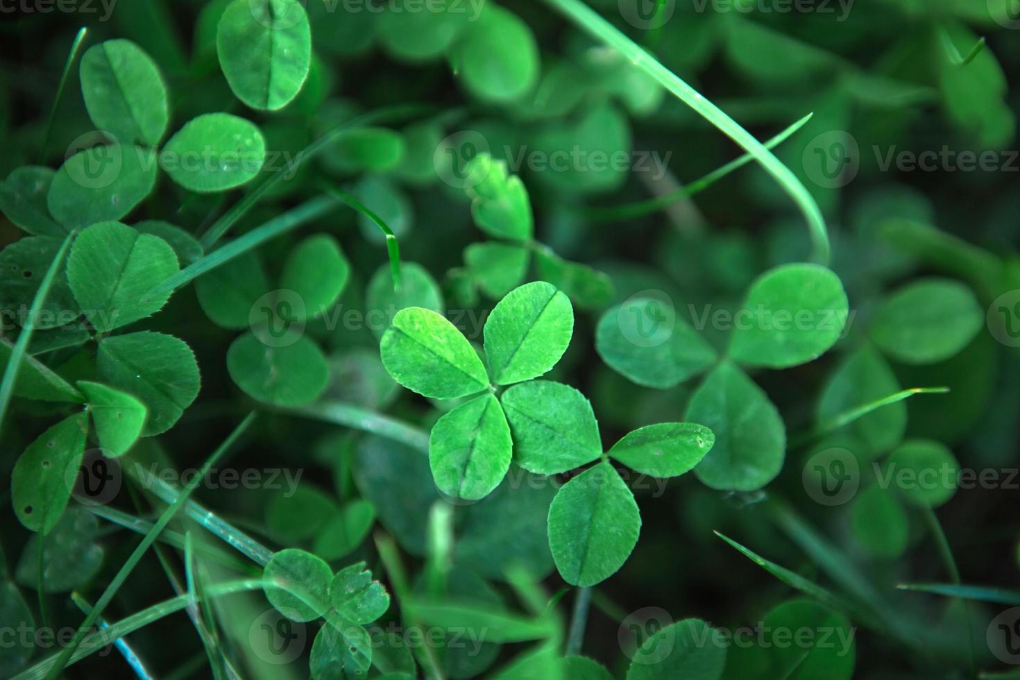 Green clover leaves close-up in the grass. Natural pattern, background. St. Patrick's Day photo
