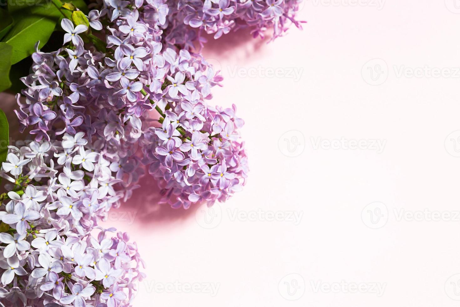 Purple lilac branches with shadows and highlights on pink spring background. Frame with copyspace with delicate fragrant flowers - beginning of summer. Holiday March 8, Easter, birthday, greeting card photo