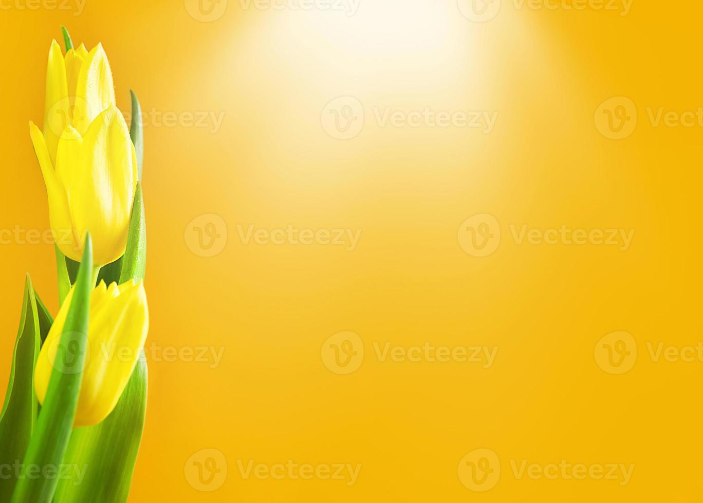 Yellow tulips on an orange background. The concept of spring and summer, a holiday card for Easter, women's day, March 8, birthday. Copy space photo