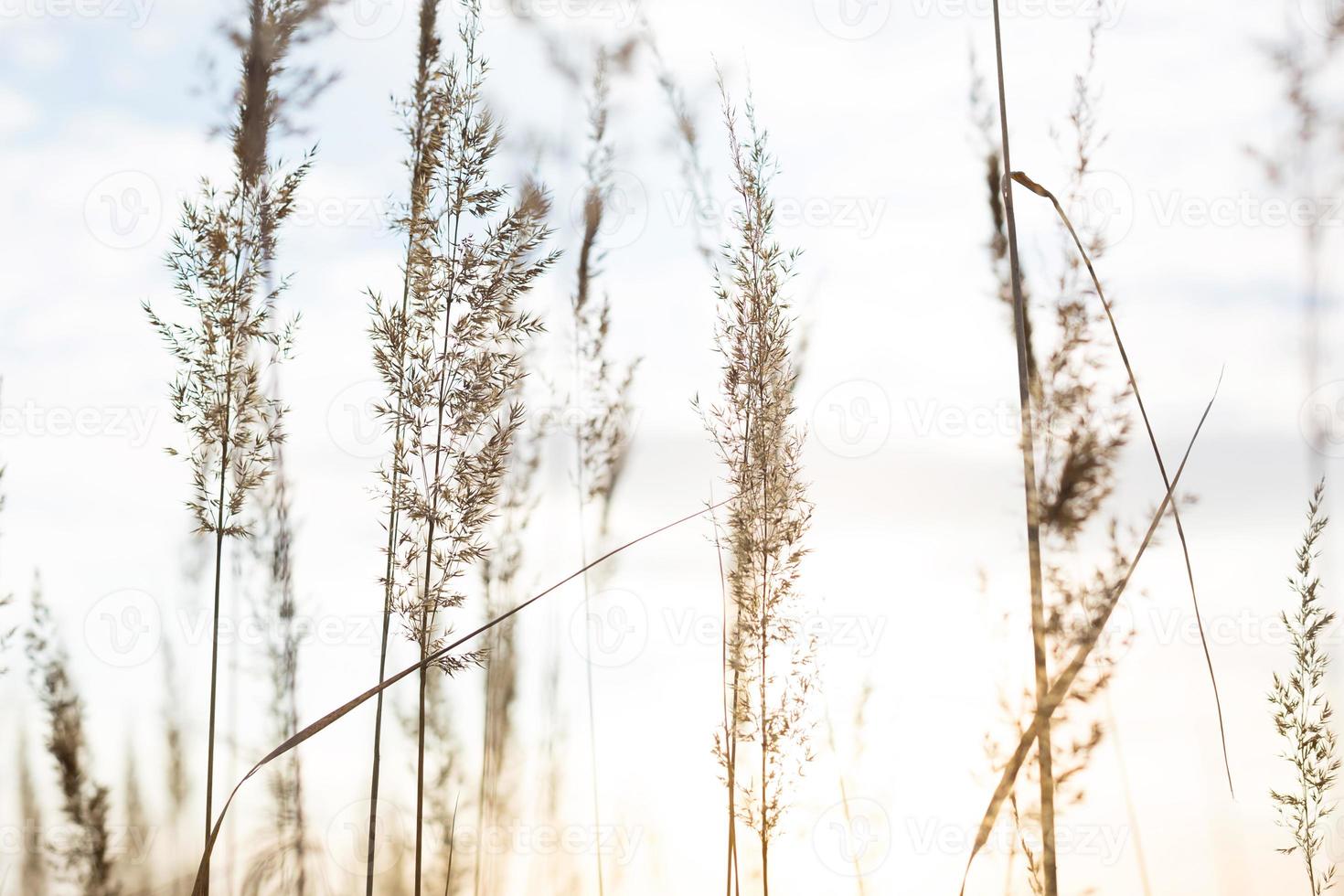 hierba-panículas secas de la pampa contra el cielo. naturaleza, cañas silvestres decorativas, ecología foto