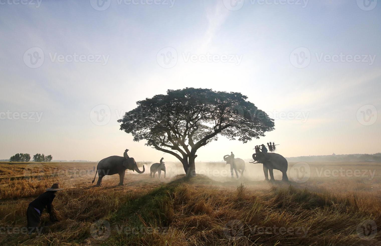 Silhouette elephant on the background of sunset,elephant thai in surin thailand. photo