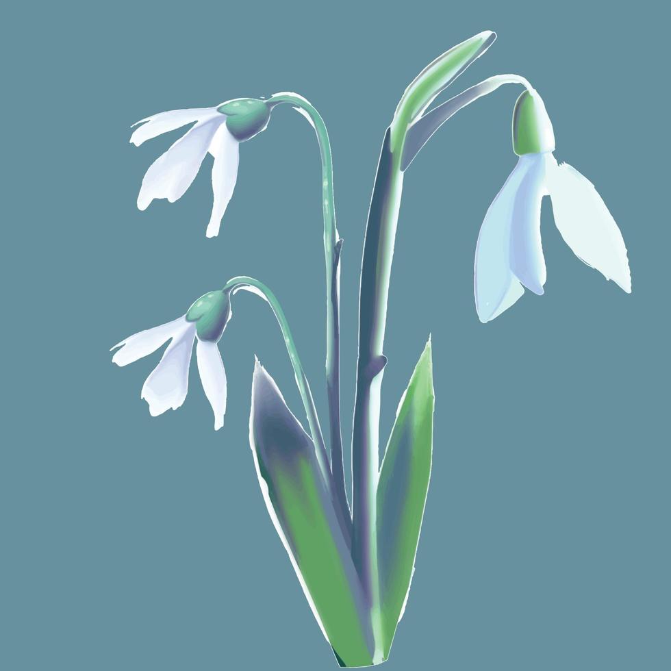 snowdrop flower, first spring blooming flower, vector graphics