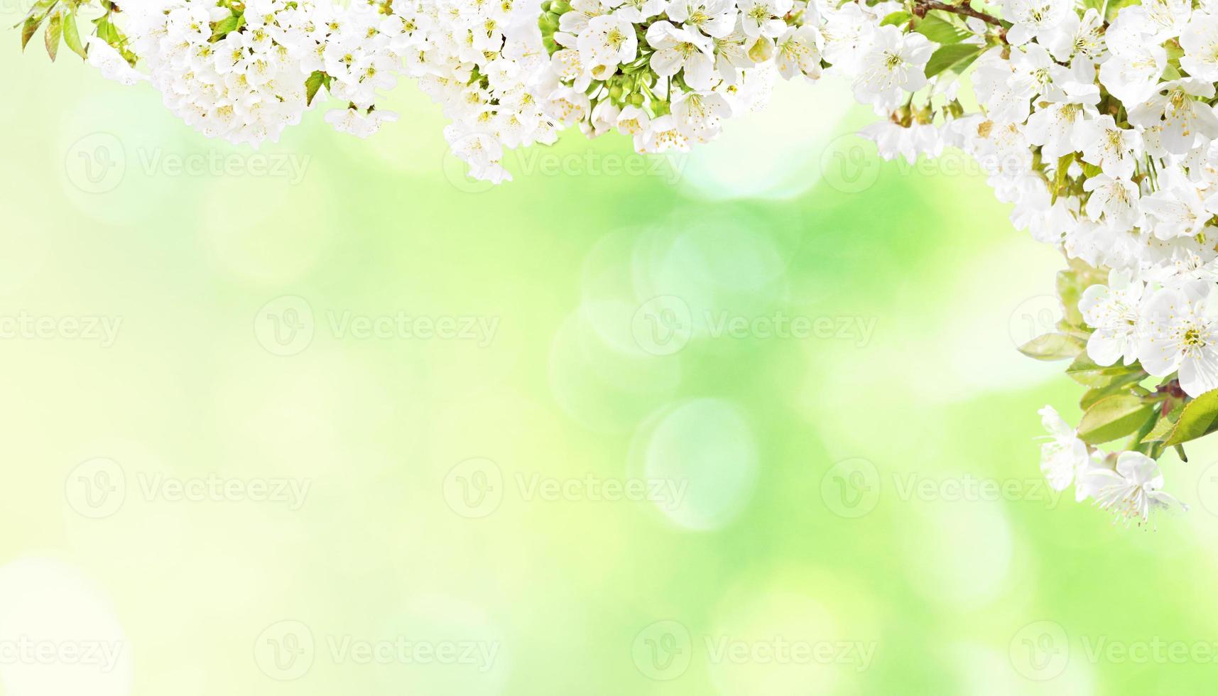 Beautiful nature view of spring flowering trees on blurred background. photo