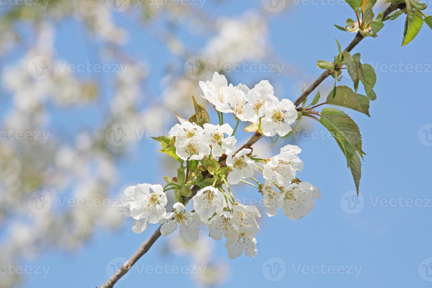Beautiful branch of blossoming tree in spring. photo