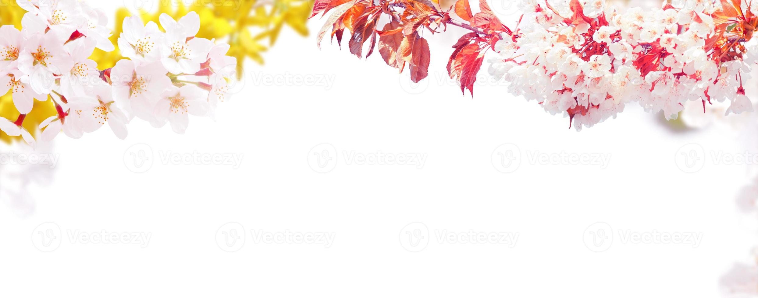 Beautiful nature view of spring flowering trees on blurred background. photo
