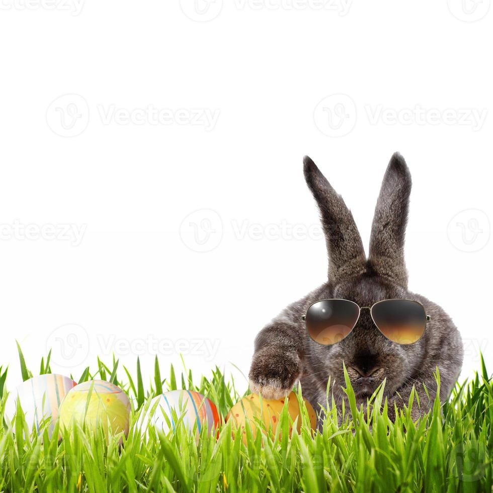 Funny Easter bunny. Happy Easter holiday concept. photo