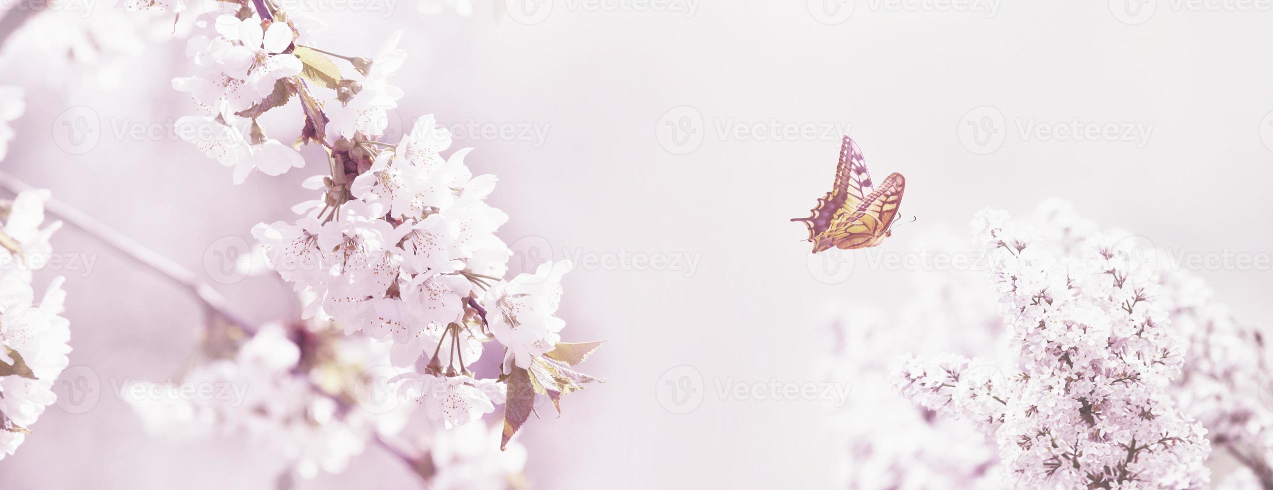 mariposa y una hermosa vista de la naturaleza de los árboles florecientes de primavera en un fondo borroso. foto