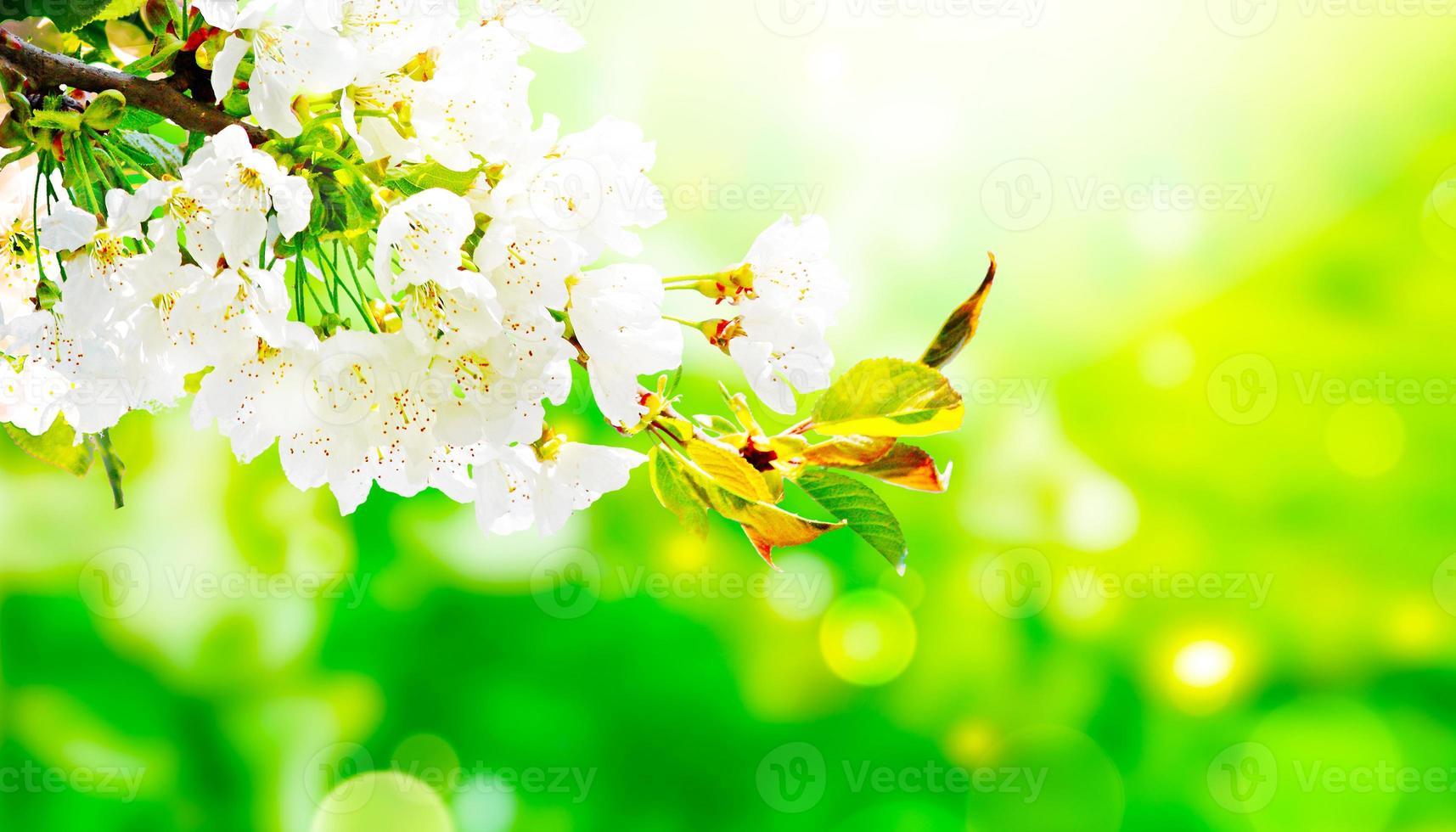 Beautiful branch of blossoming tree in spring. photo