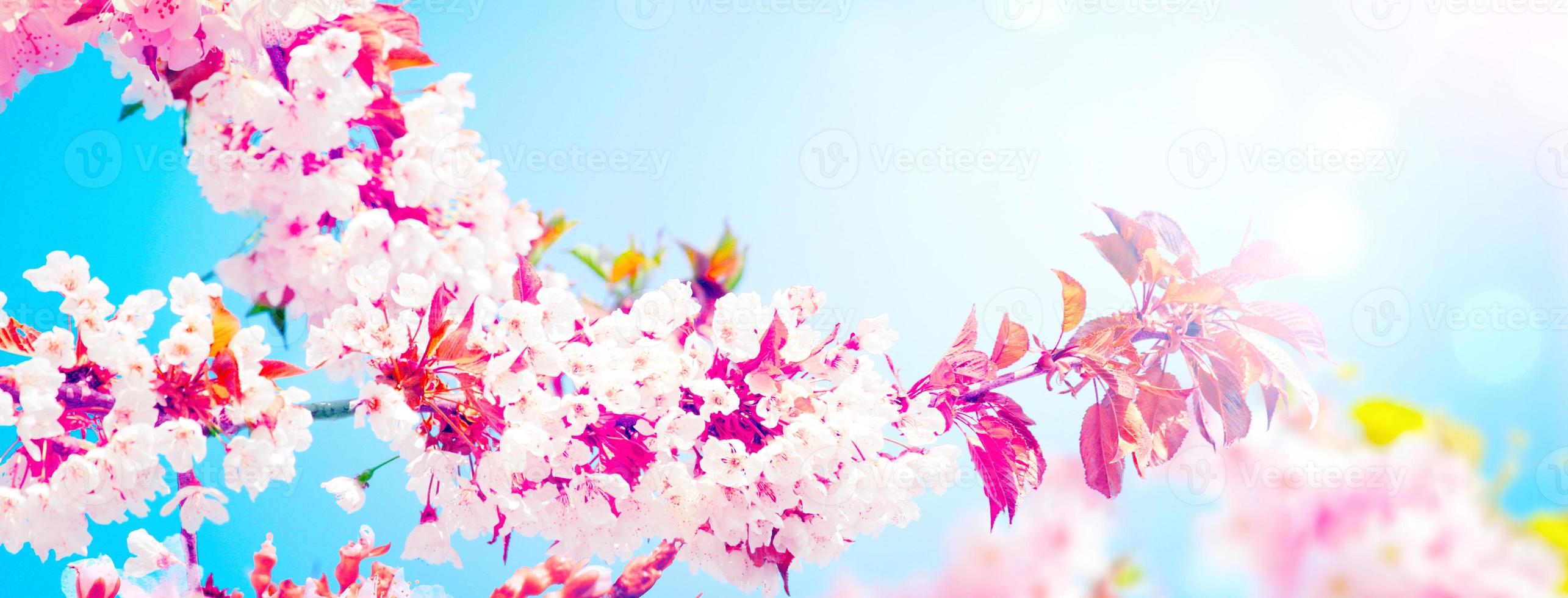 Beautiful branch of blossoming tree in spring. photo