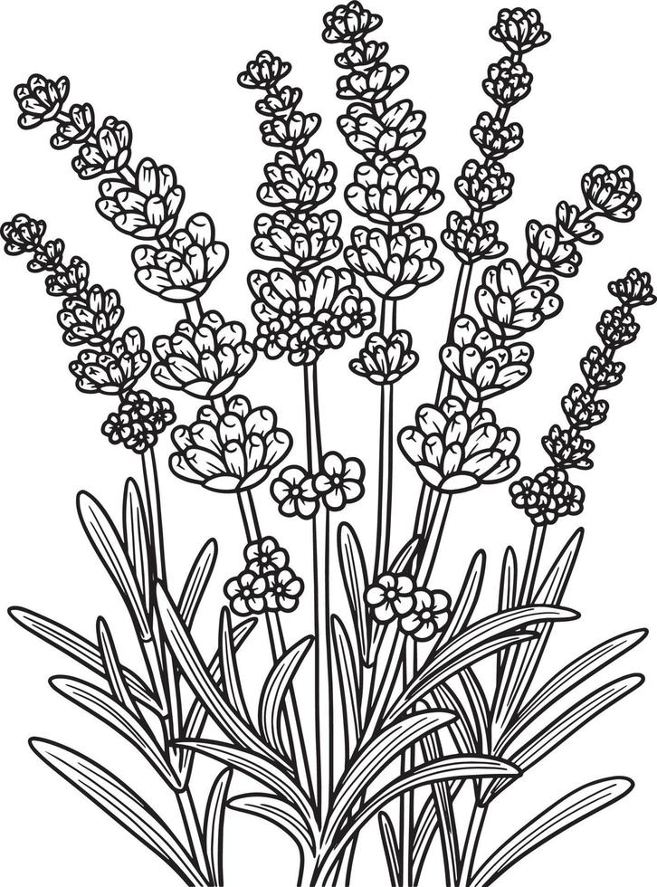 Lavender Flower Coloring Page for Adults vector