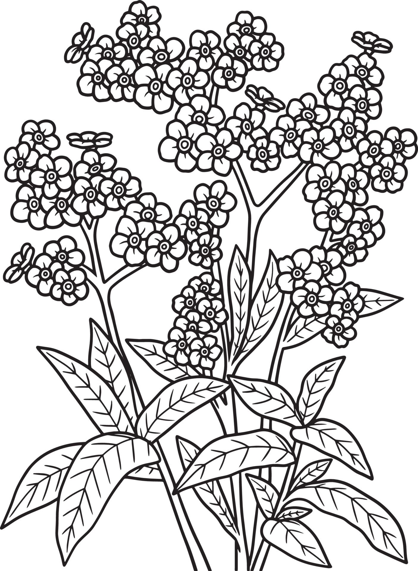Forget-Me-Nots Flower Coloring Page for Adults 7066685 Vector Art at