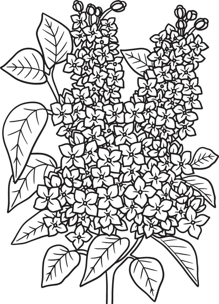 Lilac Flower Coloring Page for Adults vector