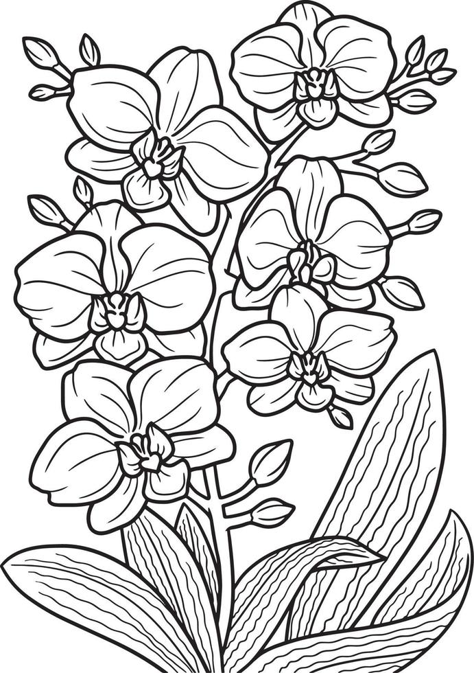 Orchid Flower Coloring Page for Adults vector