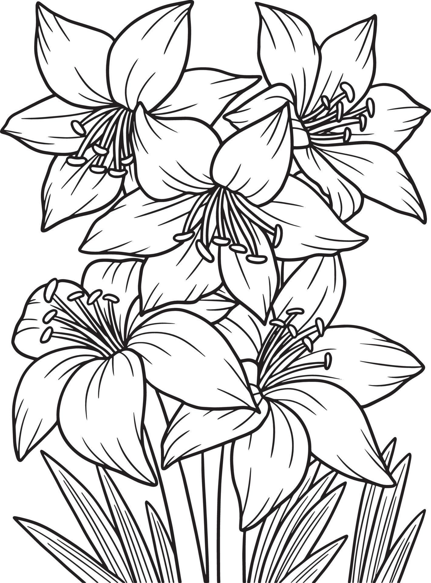 Amaryllis Flower Coloring Page for Adults 7066780 Vector Art at Vecteezy
