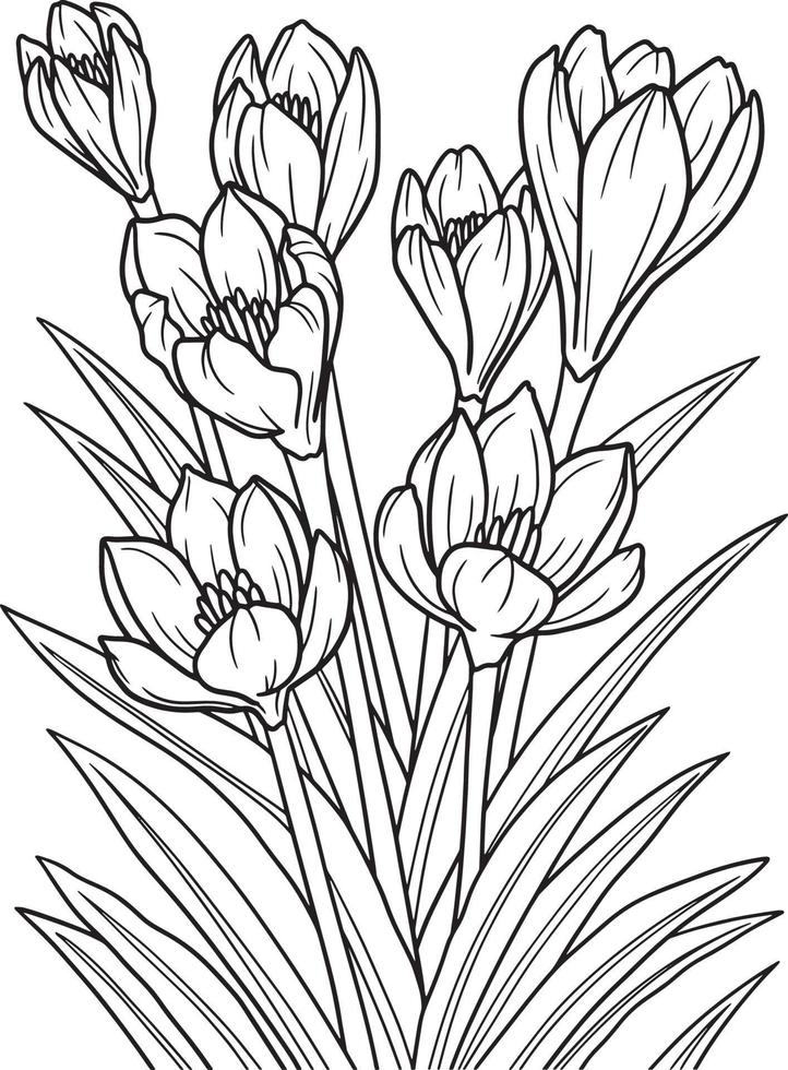 Crocus Flower Coloring Page for Adults vector