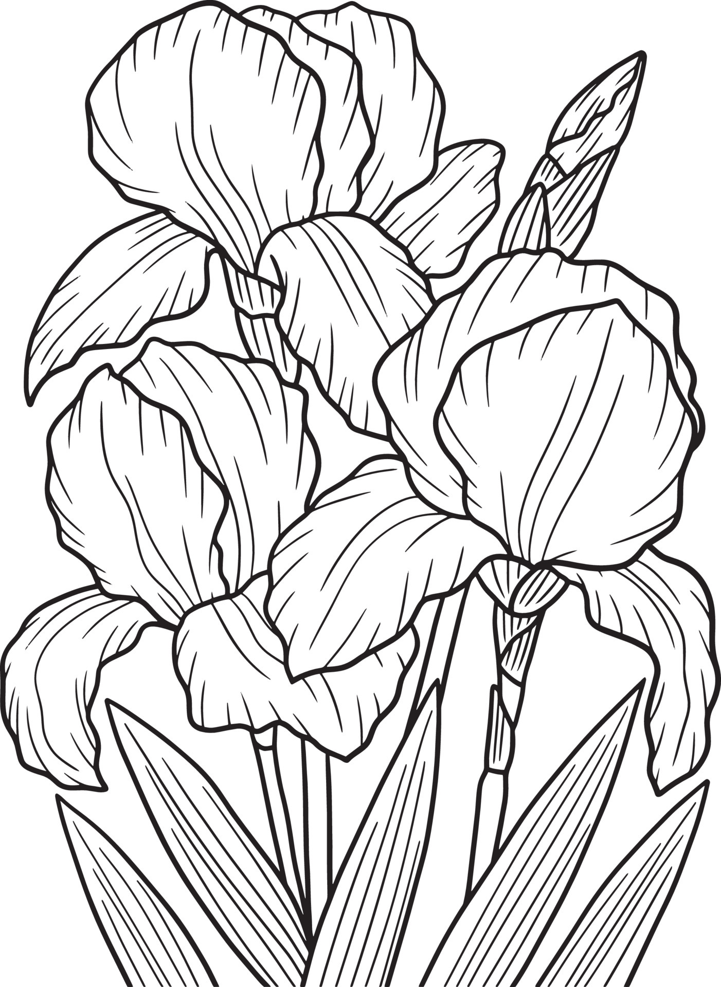 Irises Flower Coloring Page for Adults 7066885 Vector Art at Vecteezy