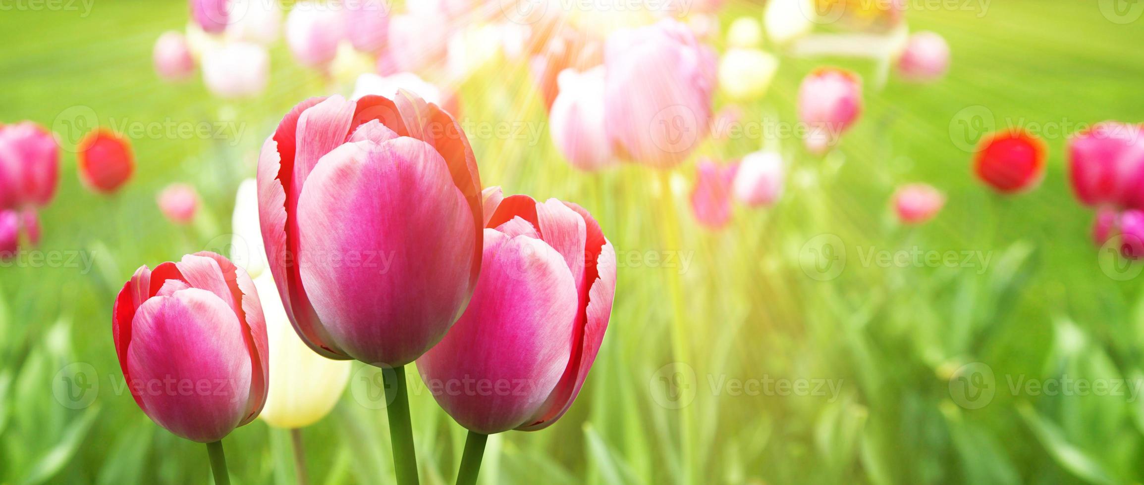Beautiful tulips. Spring nature background for web banner and card design. photo