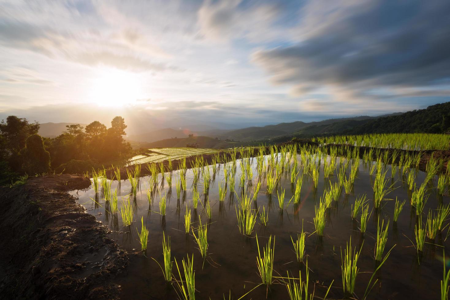 la vista de los campos de arroz en terrazas en chiang mai por la mañana foto