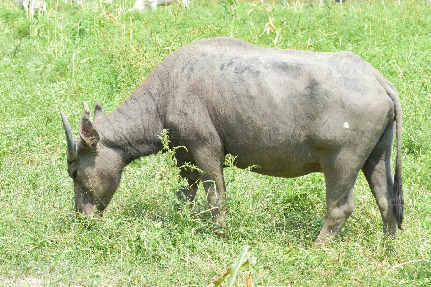Water buffalo eating grass in field. Asia buffalo is a large bovine native to the Southeast Asia. photo