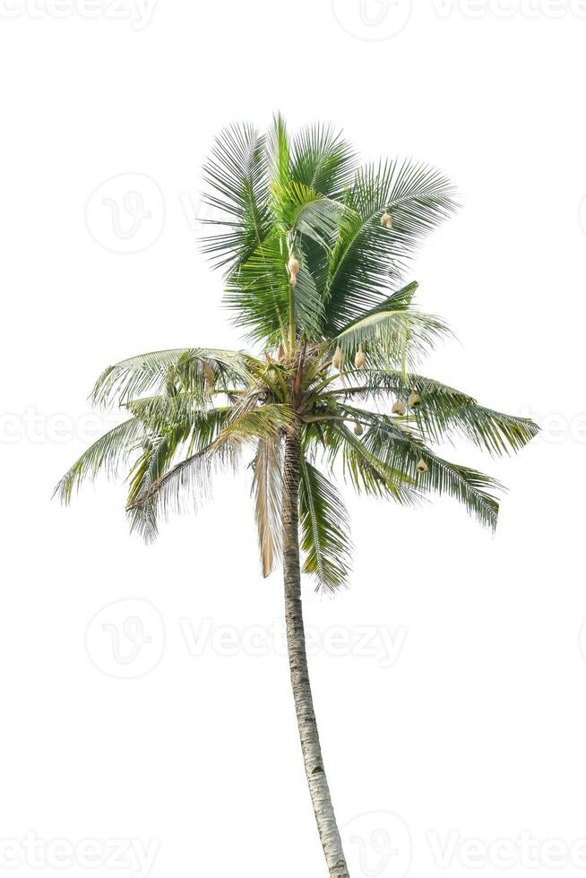 Coconut tree with bird's nest Isolated on white background. Clipping path. photo
