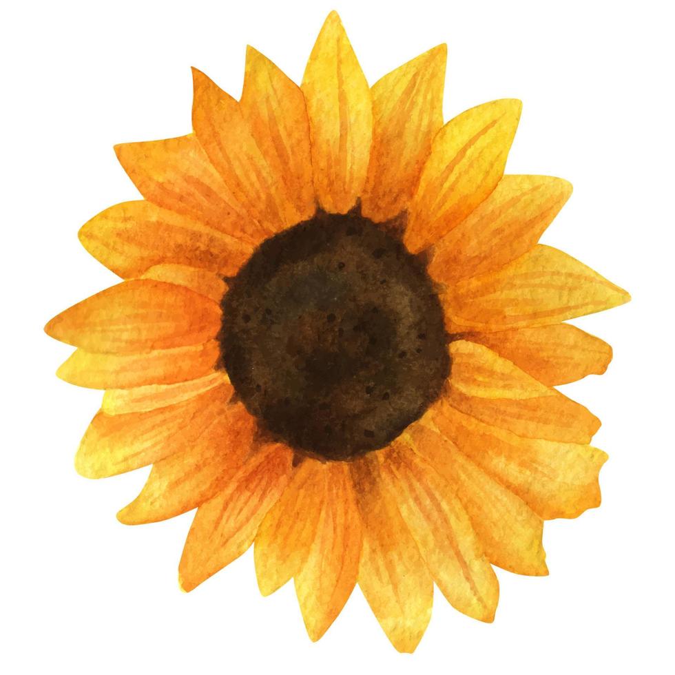 Yellow sunflower, watercolor painting on a white background. vector