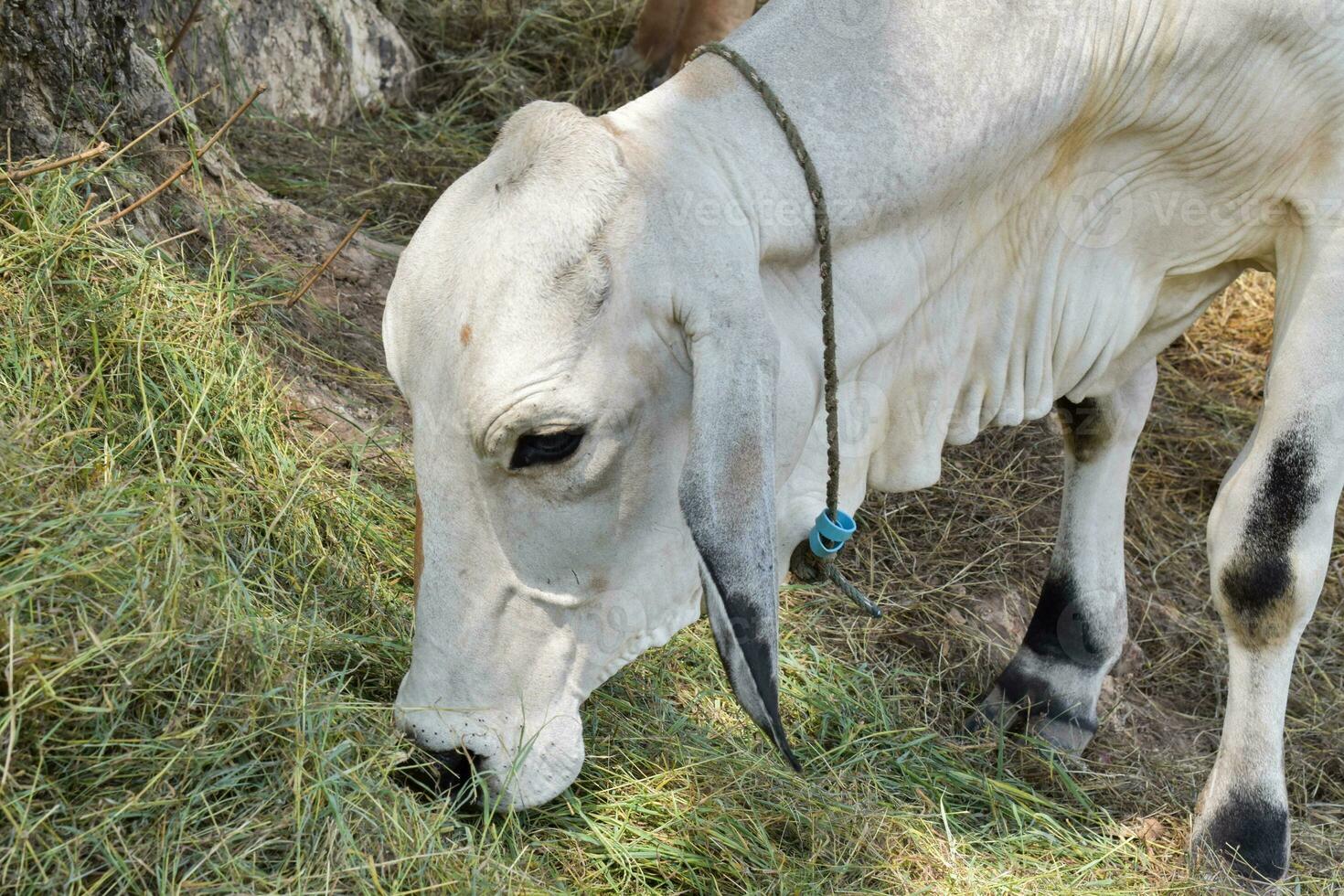 primer plano de vacas blancas comiendo hierba en verano foto