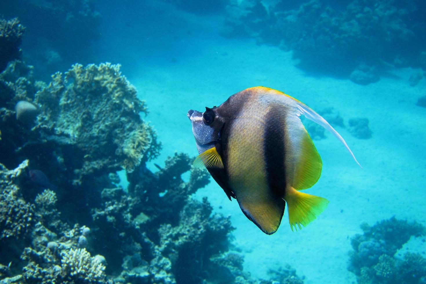 Red sea pennant fish in Red Sea photo