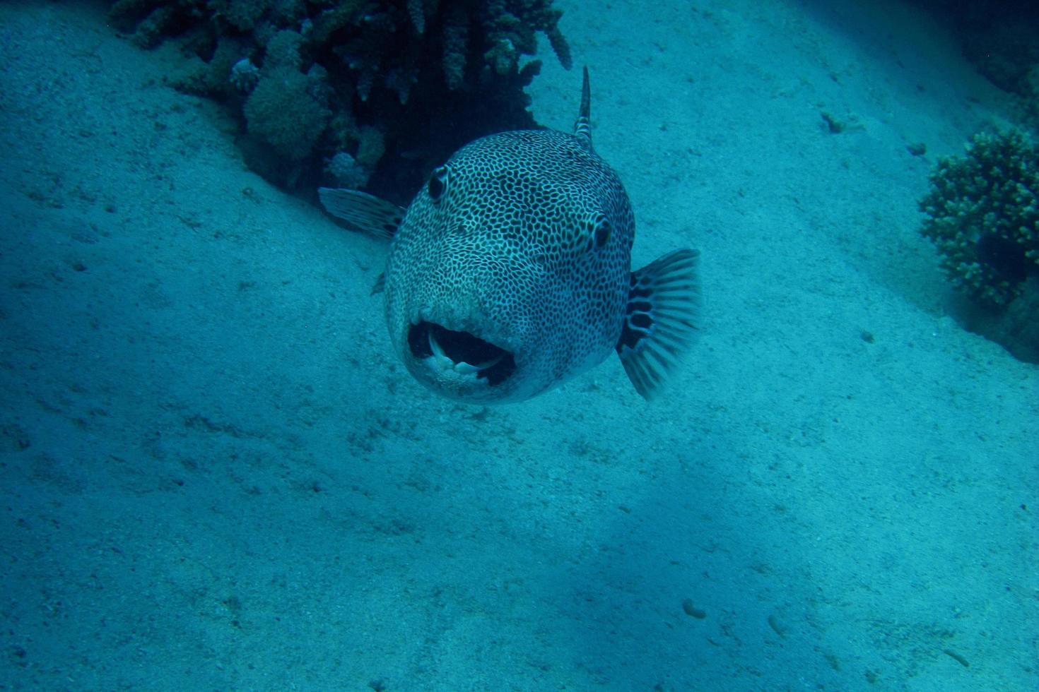 Starry Pufferfish looking at the camera photo