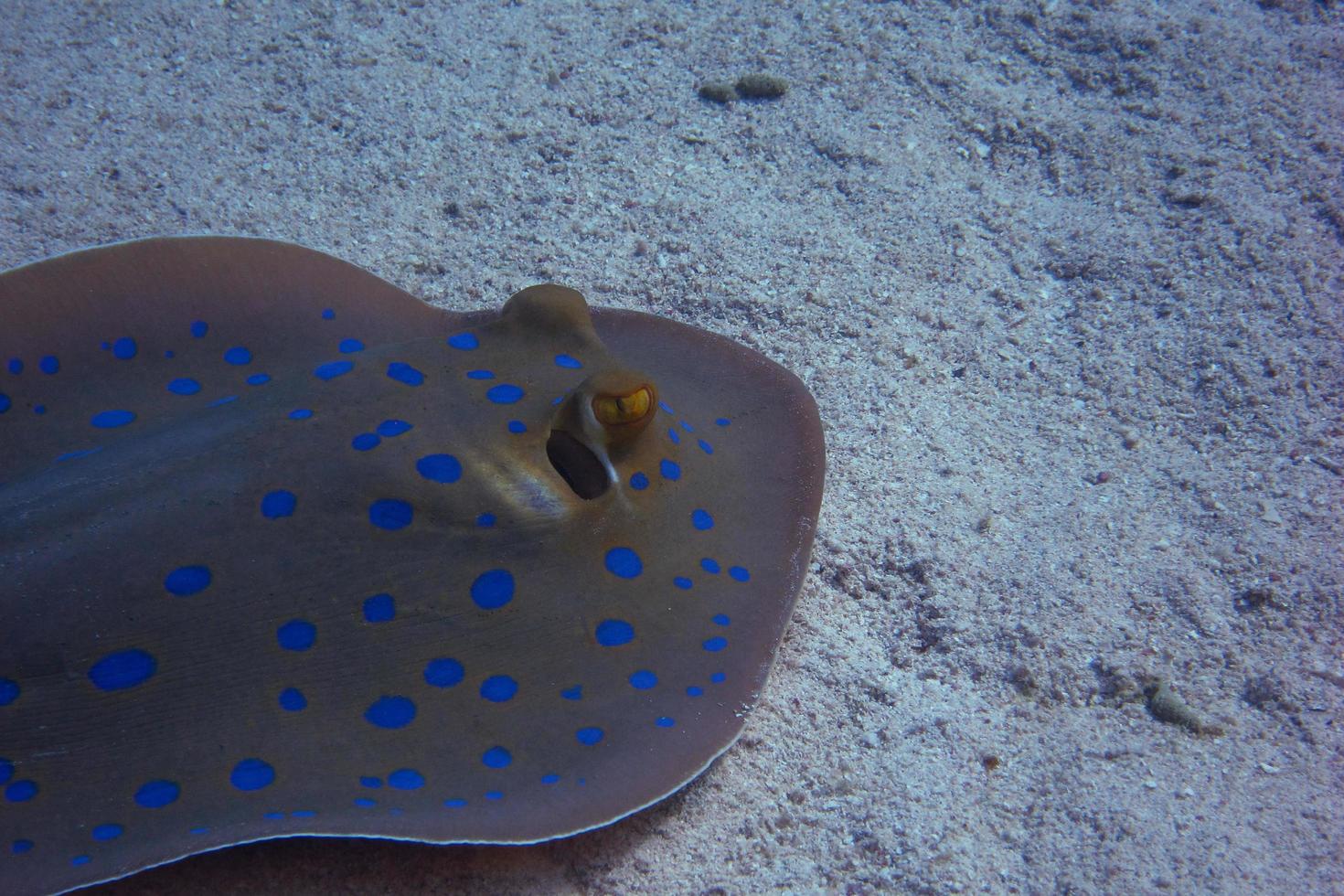 bluespotted ray on seabed photo