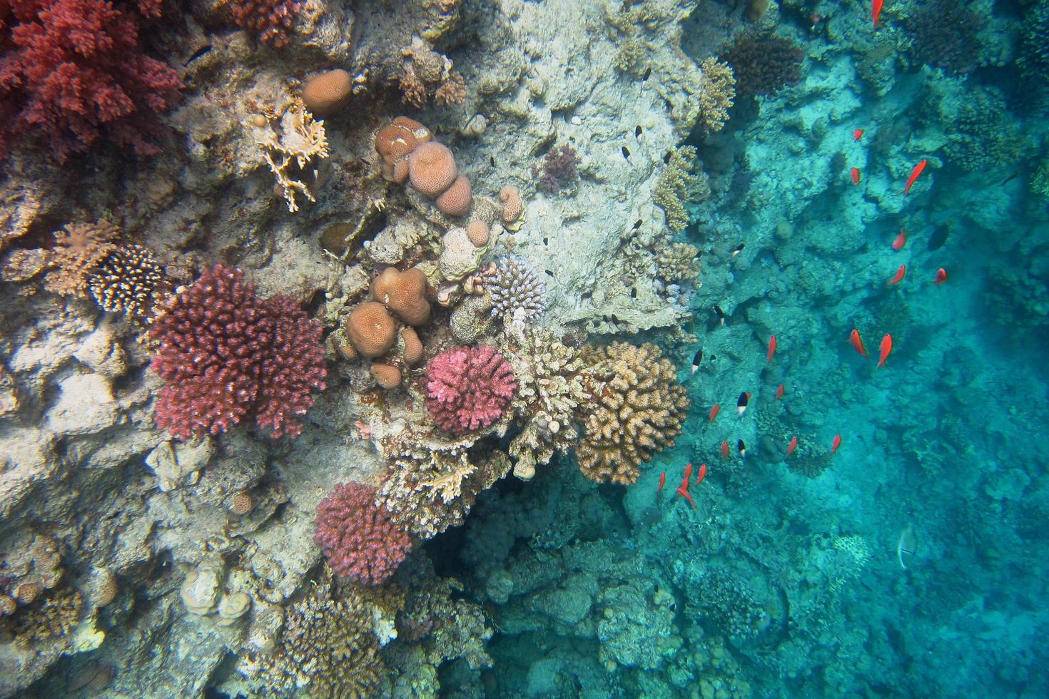 colorful coral and lots of small fish photo